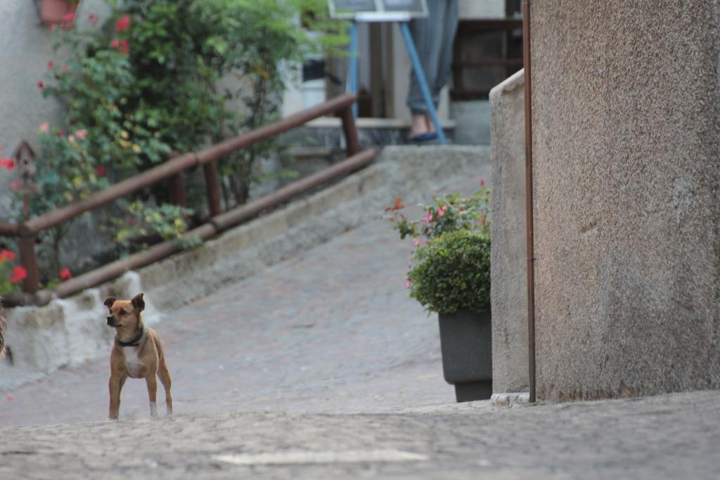 Locanda Genzianella Gargnano Kültér fotó